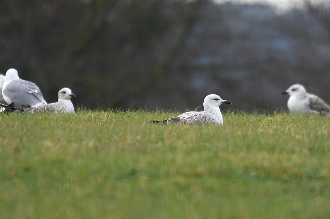 Gabbiano pontico  - Lorenzo Pini