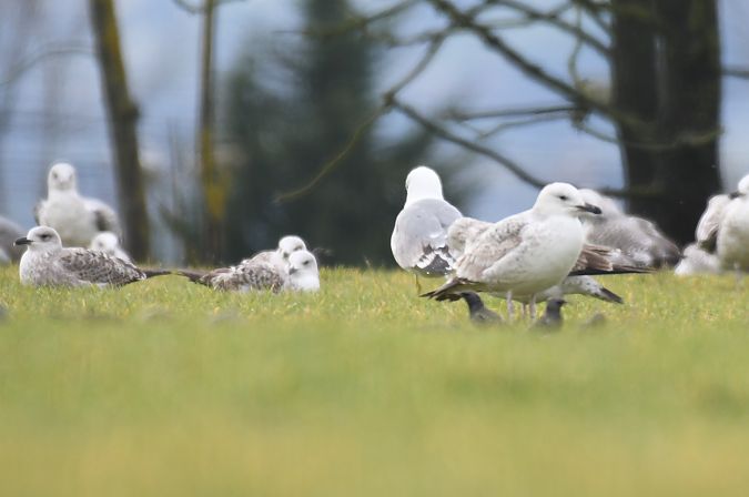 Gabbiano pontico  - Lorenzo Pini