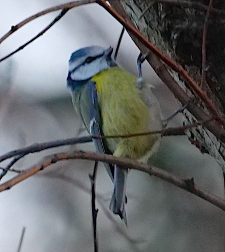 Blaumeise  - Angelo Pasqua