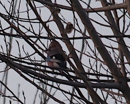 Ghiandaia  - Angelo Pasqua