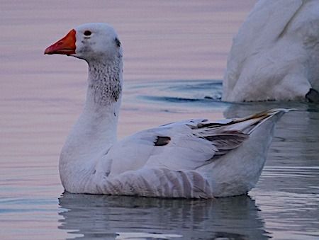Oca domestica  - Angelo Pasqua