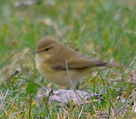 Luì piccolo  - Angelo Pasqua