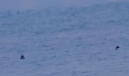 Smergo minore  - Angelo Pasqua