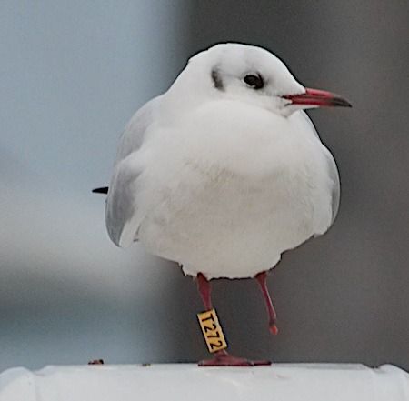 Gabbiano comune  - Angelo Pasqua