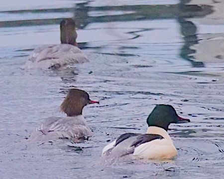 Smergo maggiore  - Angelo Pasqua