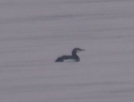 Strolaga mezzana  - Angelo Pasqua