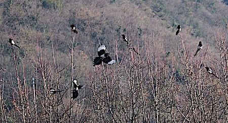 Gazza  - Angelo Pasqua