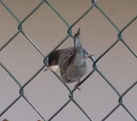 Occhiocotto  - Angelo Pasqua