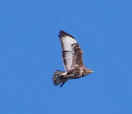 Poiana  - Angelo Pasqua