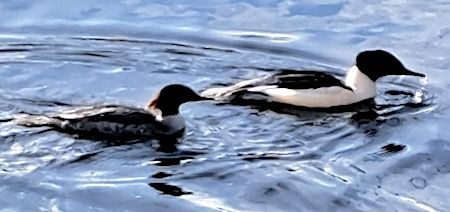 Smergo maggiore  - Angelo Pasqua