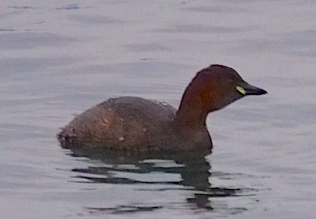 Tuffetto  - Angelo Pasqua