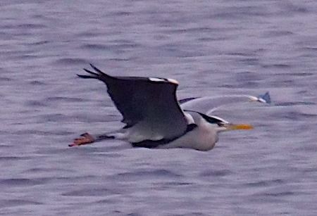 Airone cenerino  - Angelo Pasqua