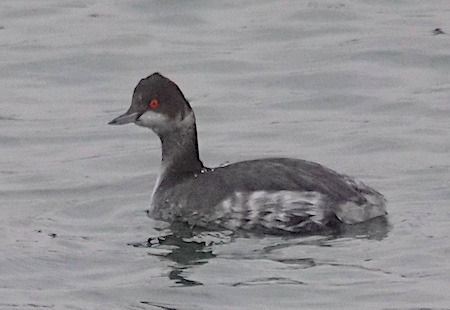 Svasso piccolo  - Angelo Pasqua