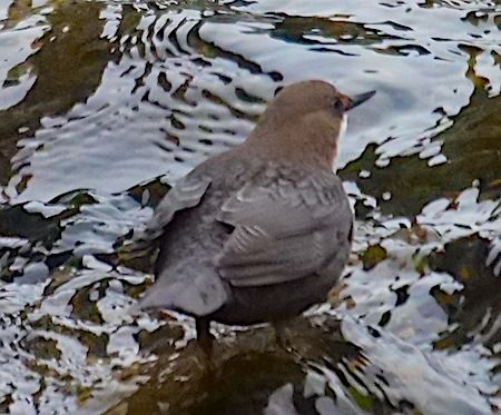 Wasseramsel  - Angelo Pasqua