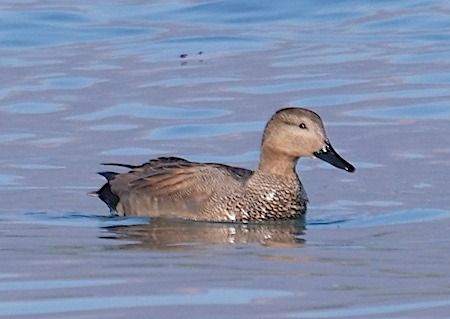 Canapiglia  - Angelo Pasqua