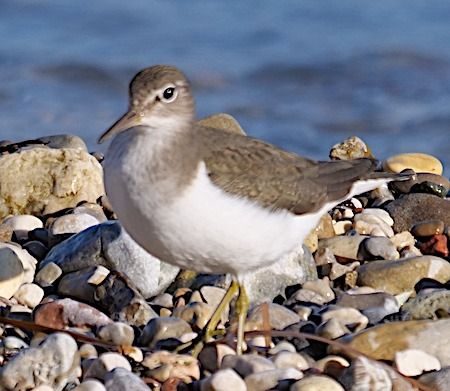 Piro-piro piccolo  - Angelo Pasqua