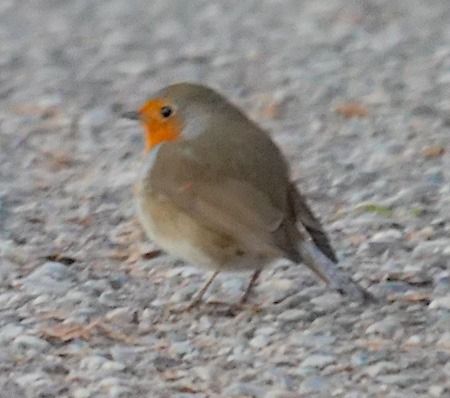 Pettirosso  - Angelo Pasqua