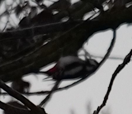 Picchio rosso maggiore  - Angelo Pasqua