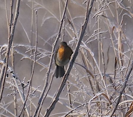 Pettirosso  - Angelo Pasqua