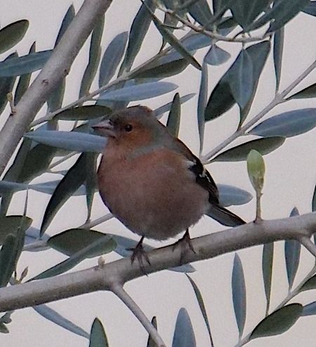 Fringuello  - Angelo Pasqua