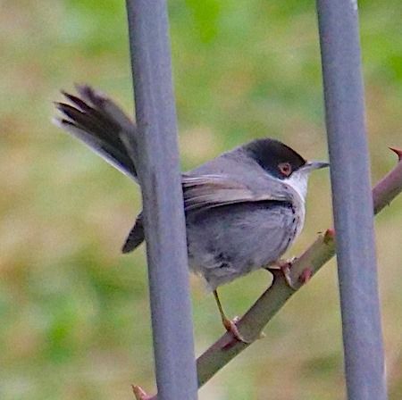 Occhiocotto  - Angelo Pasqua