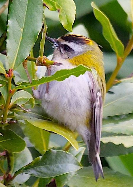 Sommergoldhähnchen  - Angelo Pasqua