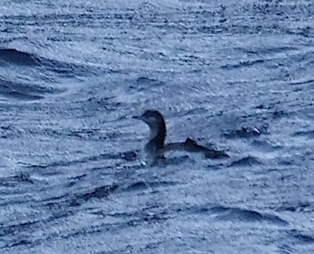 Strolaga mezzana  - Angelo Pasqua