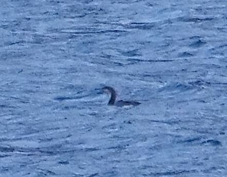 Strolaga mezzana  - Angelo Pasqua