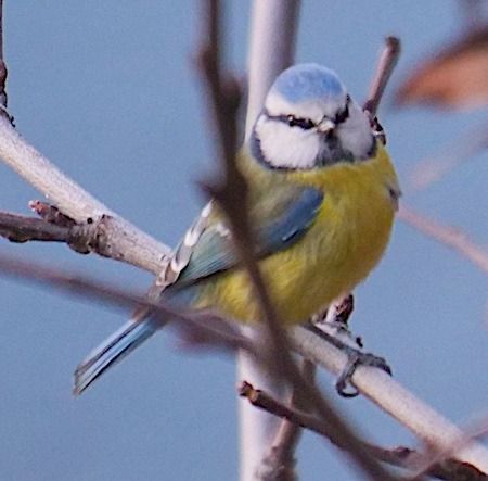 Cinciarella  - Angelo Pasqua