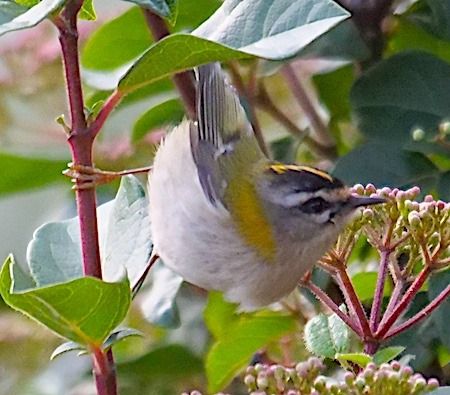Fiorrancino  - Angelo Pasqua