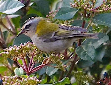 Fiorrancino  - Angelo Pasqua