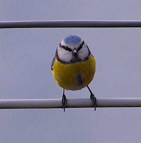 Cinciarella  - Angelo Pasqua