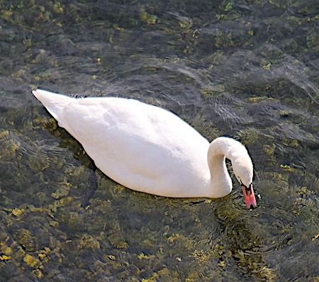 Cigno reale  - Angelo Pasqua
