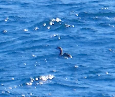 Strolaga mezzana  - Angelo Pasqua