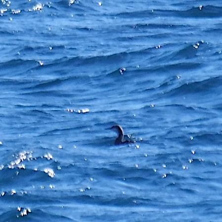 Strolaga mezzana  - Angelo Pasqua