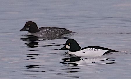 Quattrocchi  - Angelo Pasqua