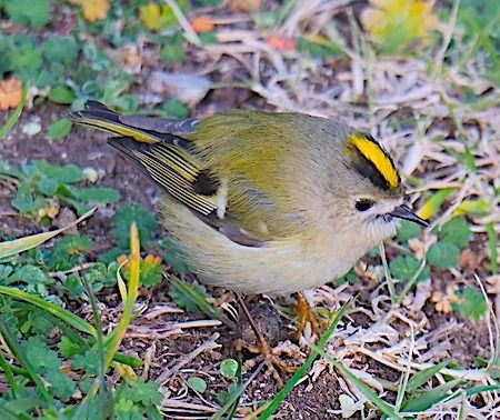 Regolo  - Angelo Pasqua