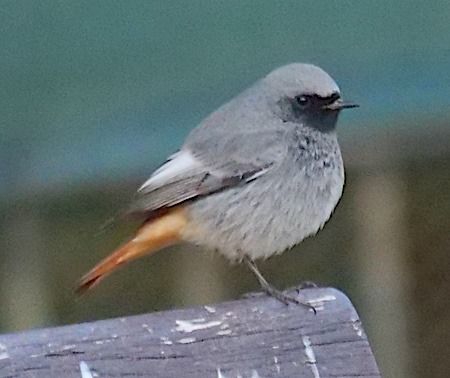 Codirosso spazzacamino  - Angelo Pasqua