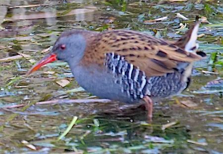 Porciglione  - Angelo Pasqua