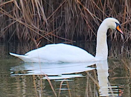Cigno reale  - Angelo Pasqua