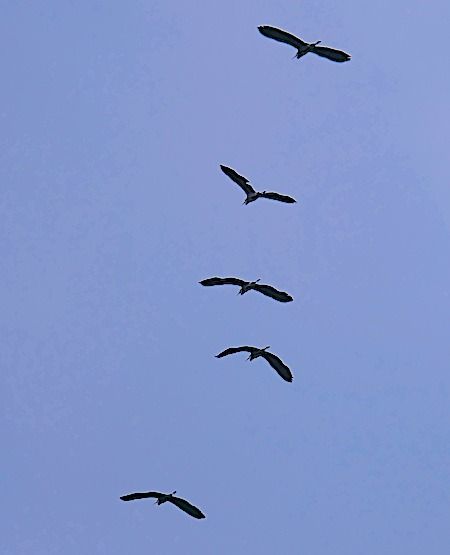 Airone cenerino  - Angelo Pasqua