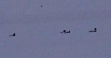 Smergo minore  - Angelo Pasqua