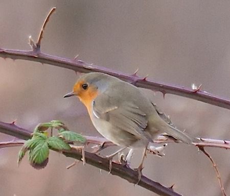 Pettirosso  - Angelo Pasqua