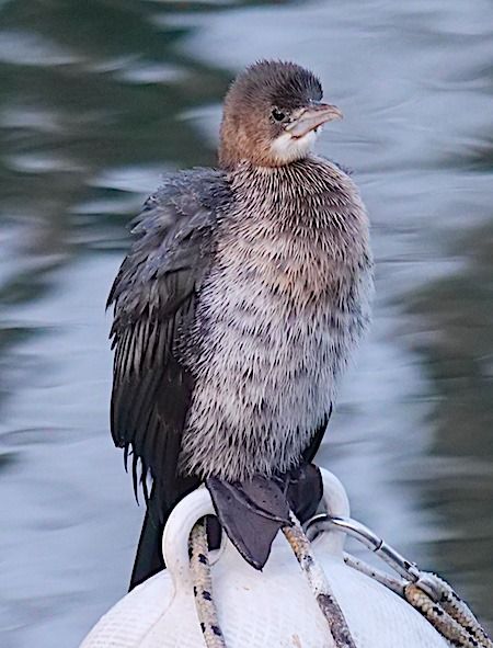 Marangone minore  - Angelo Pasqua