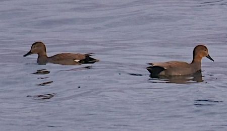 Canapiglia  - Angelo Pasqua