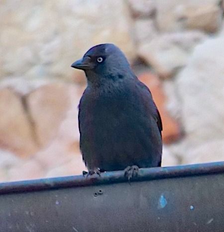 Taccola  - Angelo Pasqua