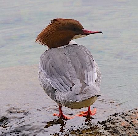 Smergo maggiore  - Angelo Pasqua