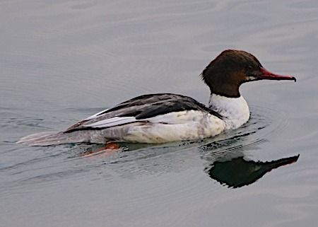 Smergo maggiore  - Angelo Pasqua