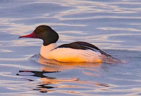 Smergo maggiore  - Angelo Pasqua