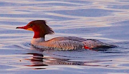 Smergo maggiore  - Angelo Pasqua